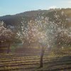 Fiesta de San Antonio - Almond blossom night walk